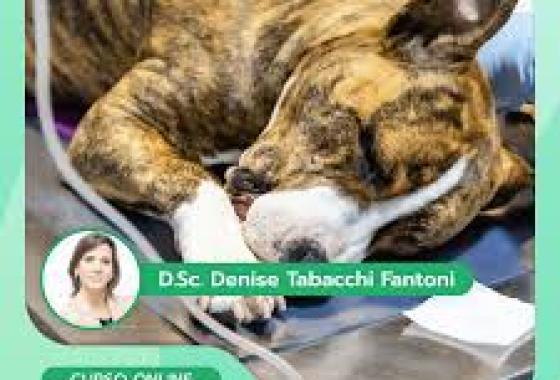 [E-book dicas valiosa Veterinária ]